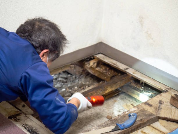 Mold Removal Process in Bonsall, CA