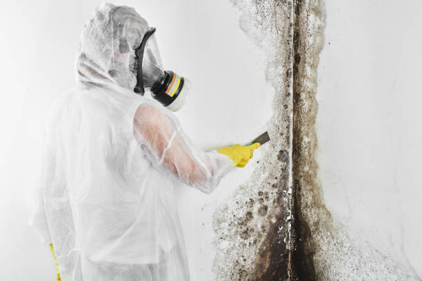 Best Commercial Mold Removal  in Bonsall, CA