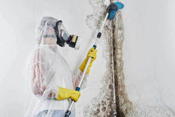 Best Certified Mold Removal  in Bonsall, CA