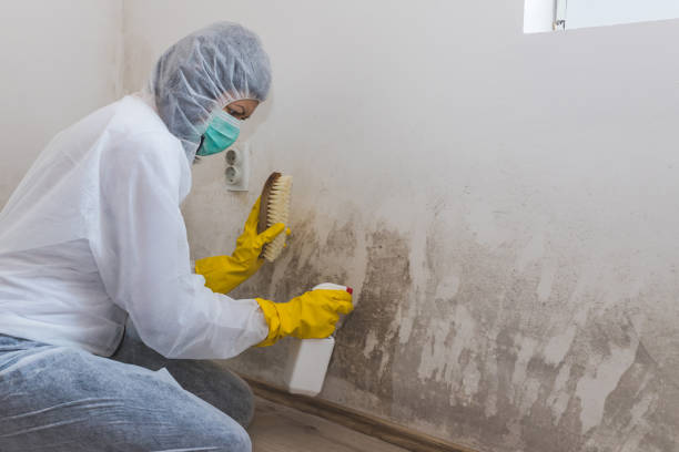Best Residential Mold Removal  in Bonsall, CA