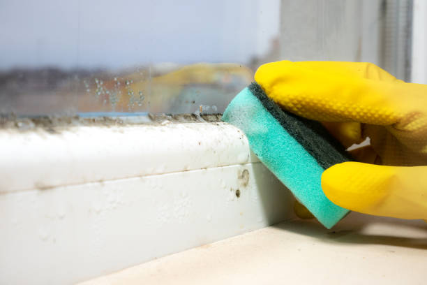 Best Black Mold Removal  in Bonsall, CA