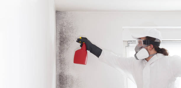 Best Mold Testing  in Bonsall, CA