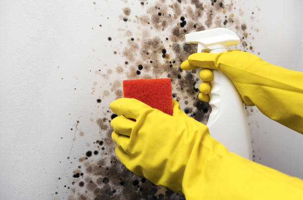 Best Toxic Mold Removal  in Bonsall, CA