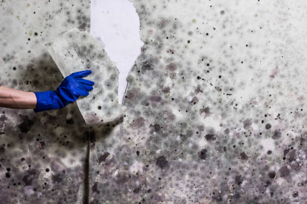 Best Local Mold Removal Service  in Bonsall, CA