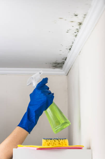 Best Commercial Mold Removal  in Bonsall, CA